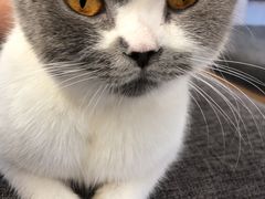 -喵园·猫主题咖啡厅·撸猫·猫咖(国贸店)