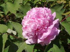 -莲花池公园