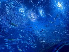 -海合安成都极地海洋公园