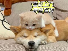 -高·尚领域