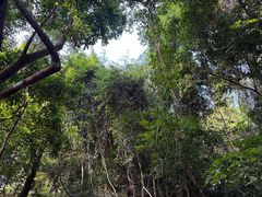 -海南霸王岭国家森林公园