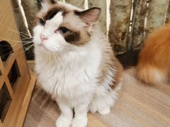 -酷豆宠物咖啡·宠物美食·撸猫馆