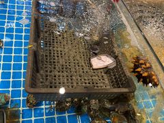 -回香楼大连新派清真菜