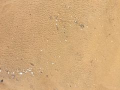 -碧海金沙