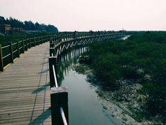 -北海金海湾红树林生态旅游区