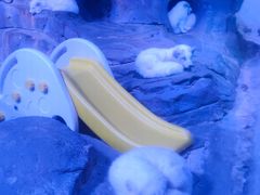-正佳极地海洋世界