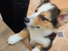 -柯斗斗主题餐厅·狗咖·围炉煮茶·茶饮(国瑞升平里店)