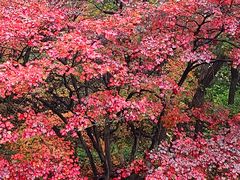 -关门山森林公园