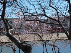 -桃花堤公园