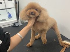 -1013 PET SHOP精品宠物商店(丁香店)
