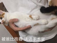 -灵美宠物诊所