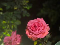 -香蜜公园