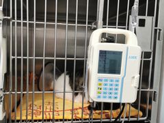 -宠颐生斯嘉宠物医院·急重症·心内科(谷阳北路分院)
