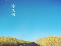 -金塔沙漠胡杨林景区