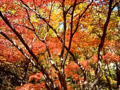 -关门山森林公园