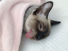 -达爱动物医院·犬猫分区·CT·复杂眼科(远洋山水分院)