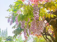 -龙华寺