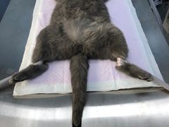 -关爱宠物医院·猫科中心·消化科(滨湖万达分院)