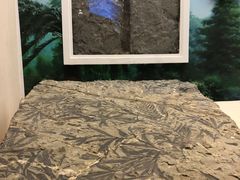 -辽宁古生物博物馆
