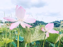 -长春净月潭风景名胜区