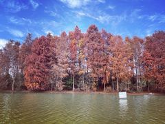 -上海海湾国家森林公园