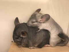 -龙猫仔乐园(惠福东路店)