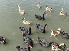 -溱湖国家湿地公园