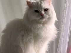 -创凡宠物医院·骨专科  猫科中心(西乡分院)