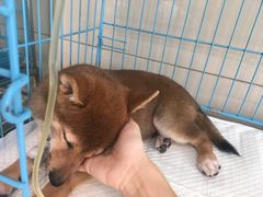 -PETKIT 小佩宠物·低压洗护·美容·寄养(安远店)