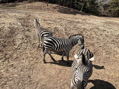 -沈阳森林动物园