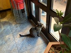 -猫姑娘大盘鸡(商城路店)