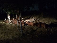 iphone_upload_pic-清迈夜间动物园