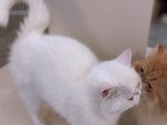 -More Fun猫咖 二十只万元加菲主题