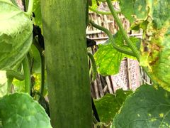 -樂桃源奉贤黄桃种植采摘基地