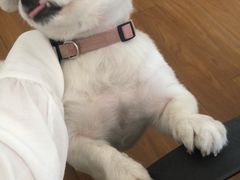 -佳雯宠物医院(四明中路分院)