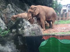 -昆明动物园