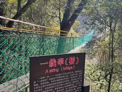 -云南屏边大围山国家公园