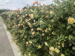-太湖雪蚕桑文化园