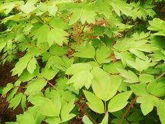 -洛阳市隋唐城遗址植物园