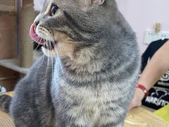 -猫咪派对(江南西店)