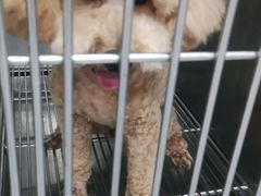 -宠福鑫康馨动物医院·骨科·眼科