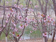 -桃花堤公园