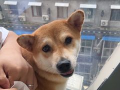 -怪兽屋·羊驼·猫咖·狗咖(俊华广场店)