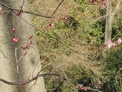 -秋霞圃