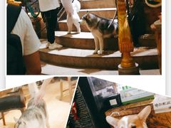 -more than meow吴止猫主题餐厅(承德 中船汇店)