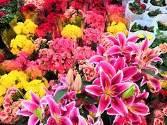 -金科花卉市场