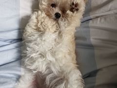 -翊宠yipet猫狗购宠庄园犬舍•猫舍