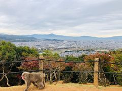 -岚山猴子公园