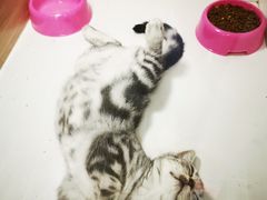 -李小姐の猫咖啡馆(五角场店)