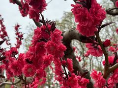 -海棠花溪(元大都城垣遗址公园)